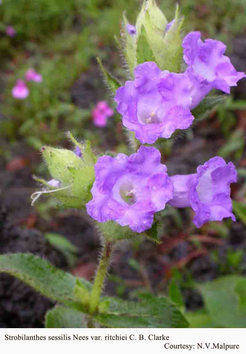 Strobilanthes sessilis Nees var. ritchiei C. B. Clarke [= Pleocaulus ritchiei (C. B. Clarke) Bremek.]